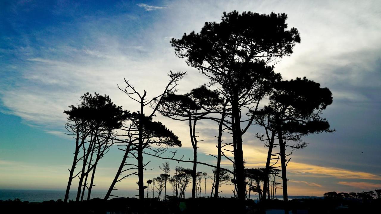 Casagrande Hotel & Beach Club Хосе-Игнасио Экстерьер фото Monterey cypress trees at Point Arena, California